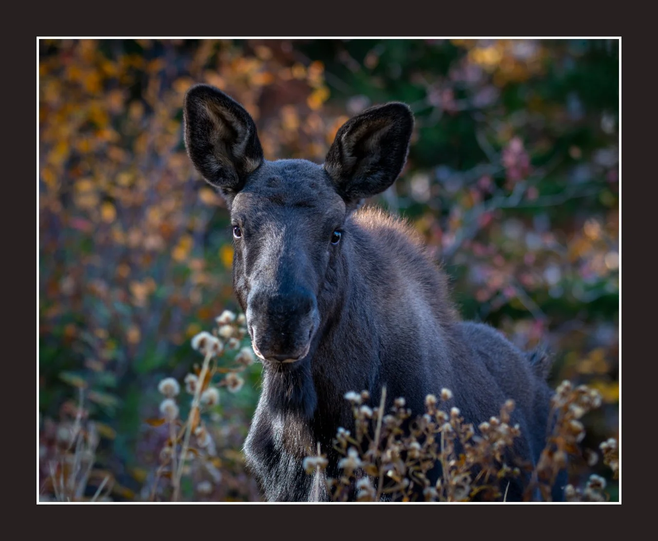 Web Robs 5X4_DSC2343.jpg