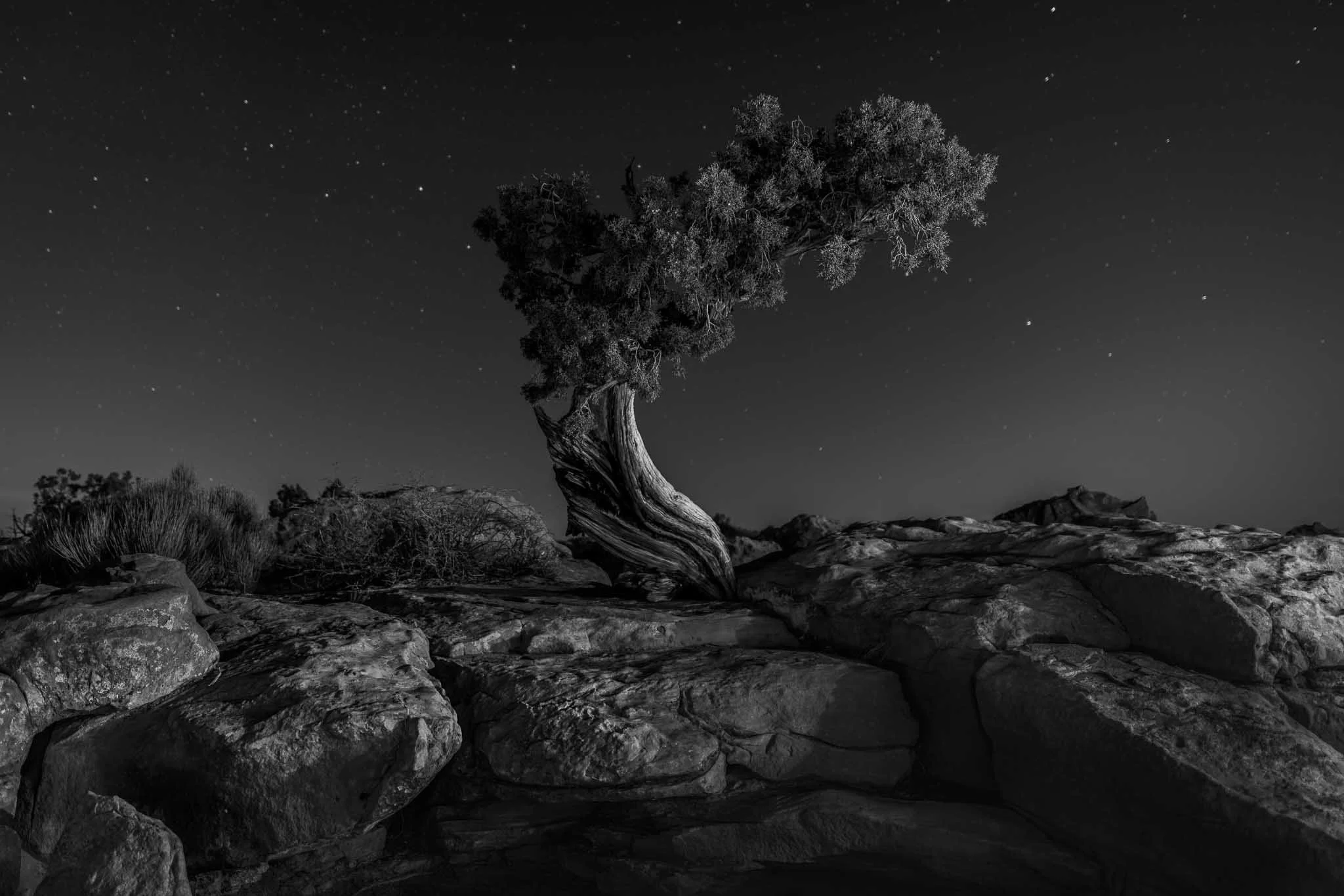 Lonely Pinyon Pine Sunrise • Dead Horse Point State Park, Utah • Image DSC_0981 • A study in monochrome. Light Painting and moonlight.  For centuries, this solitary pinyon pine has stood against the elements—a quiet testament to resilience and endura