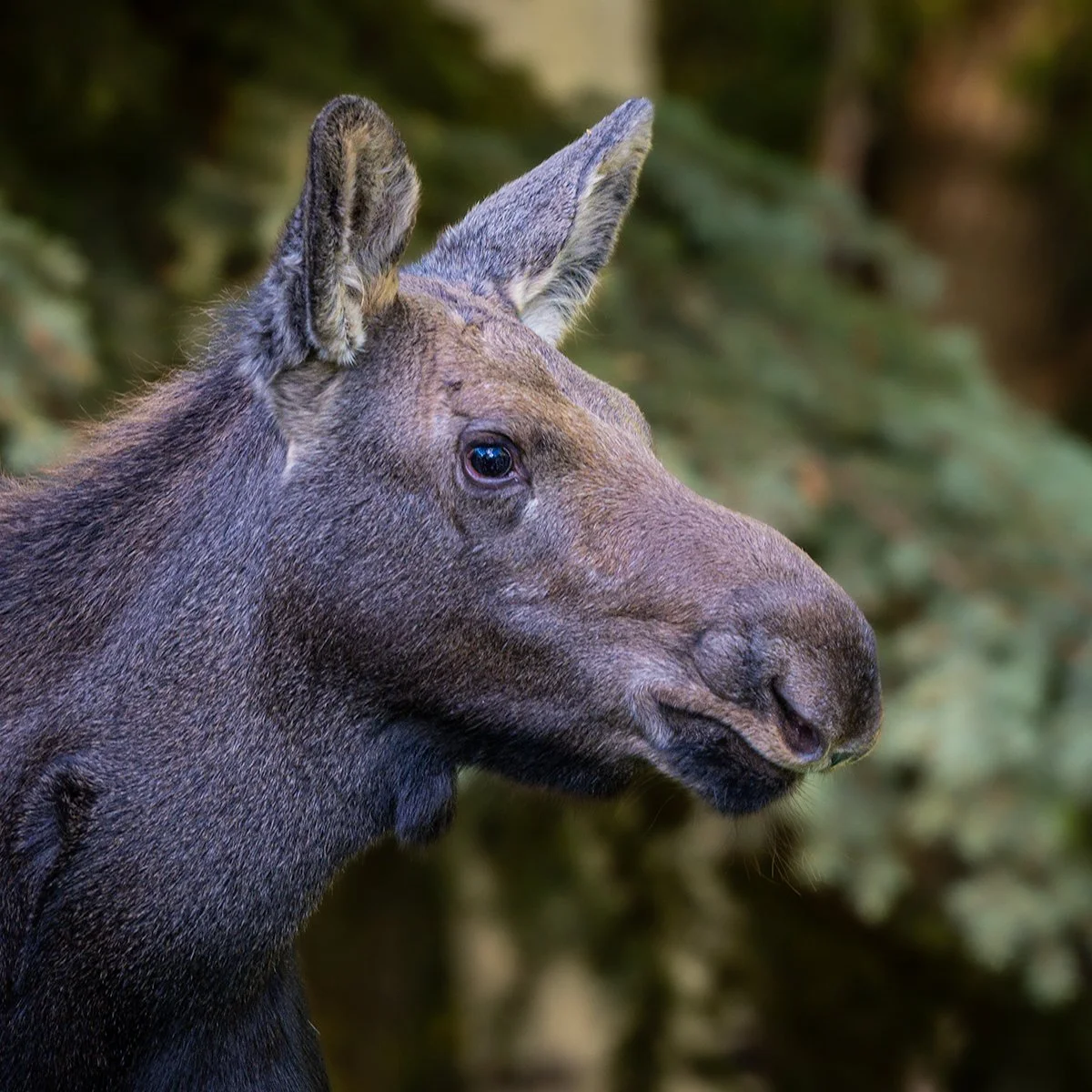 Meditative Moment (Color) — Baby Beard - 

Silver Springs • Park City, Utah
Image #DSC0523

A quiet meditative moment of a young moose, with its baby beard. My simplification using a high-key black and white. A portrait of stillness and serenity.

Li