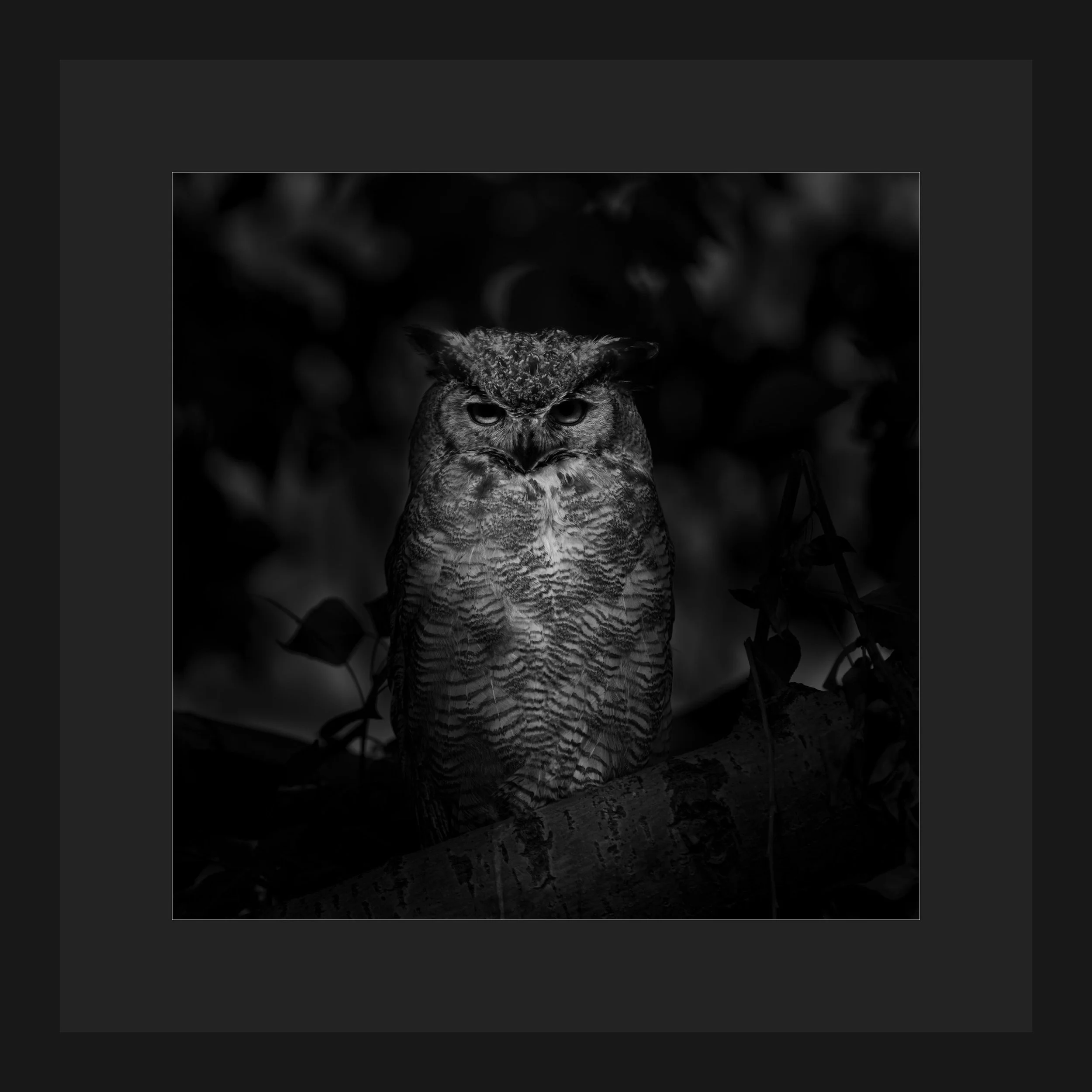 PPA ready night_owl_PPA_ready.jpg