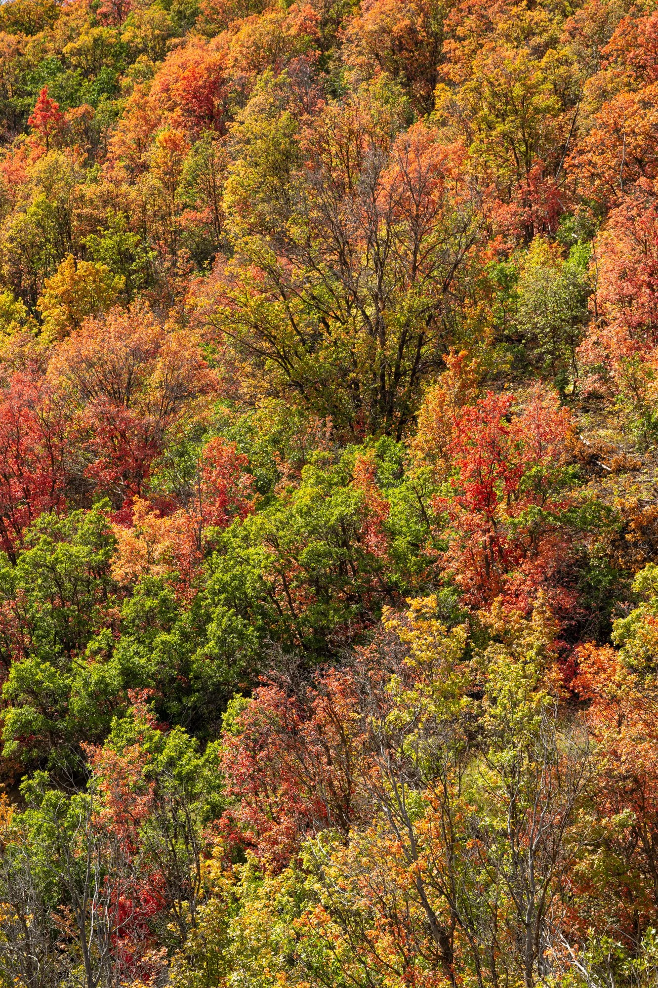 Autumn Tapestry Portrait
(_DSC1025)
Guardsman Drive — Park City, Utah
Aspens and scrub oak weave together in a tapestry of gold, crimson, orange, and green—autumn painting the mountainside one tree at a time.
Limited Edition • Signed & Numbered.