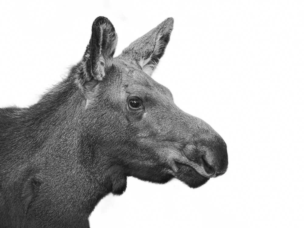 Meditative Moment — Baby Beard - 

Silver Springs • Park City, Utah
Image #DSC0523

A quiet meditative moment of a young moose, with its baby beard. My simplification using a high-key black and white. A portrait of stillness and serenity.

Limited Ed