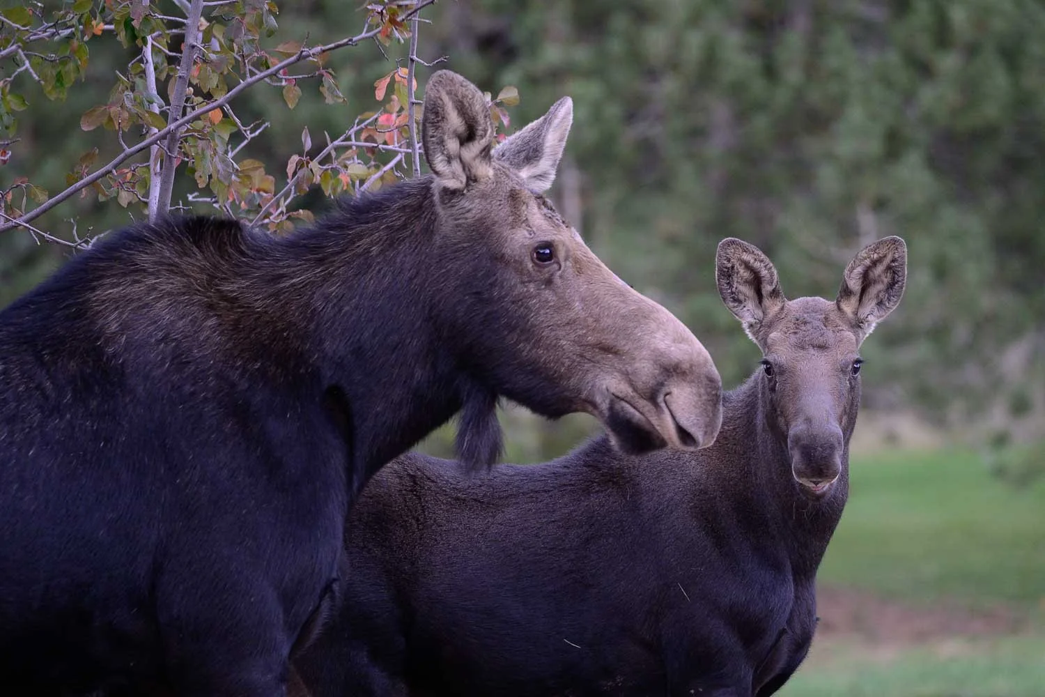 By Her Side / 

Silver Springs, Park City, Utah / 
Image No. DSC0571-2 / 

A mother moose stands protectively beside her calf, a quiet portrait of the bond between mother and child. 

Limited Edition — Signed and Numbered.