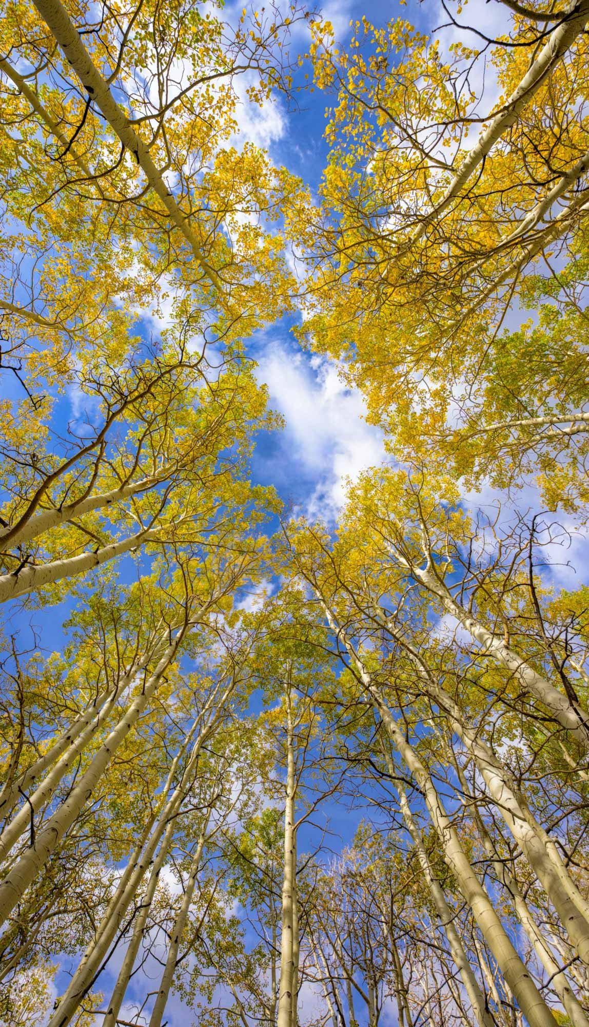 
Aspen Ascension
(DSC0908)
Warner Lake — Moab, Utah
Looking skyward through a cathedral of golden aspens, their trunks and branches seem to rise together toward the heavens.
Limited Edition • Signed & Numbered.