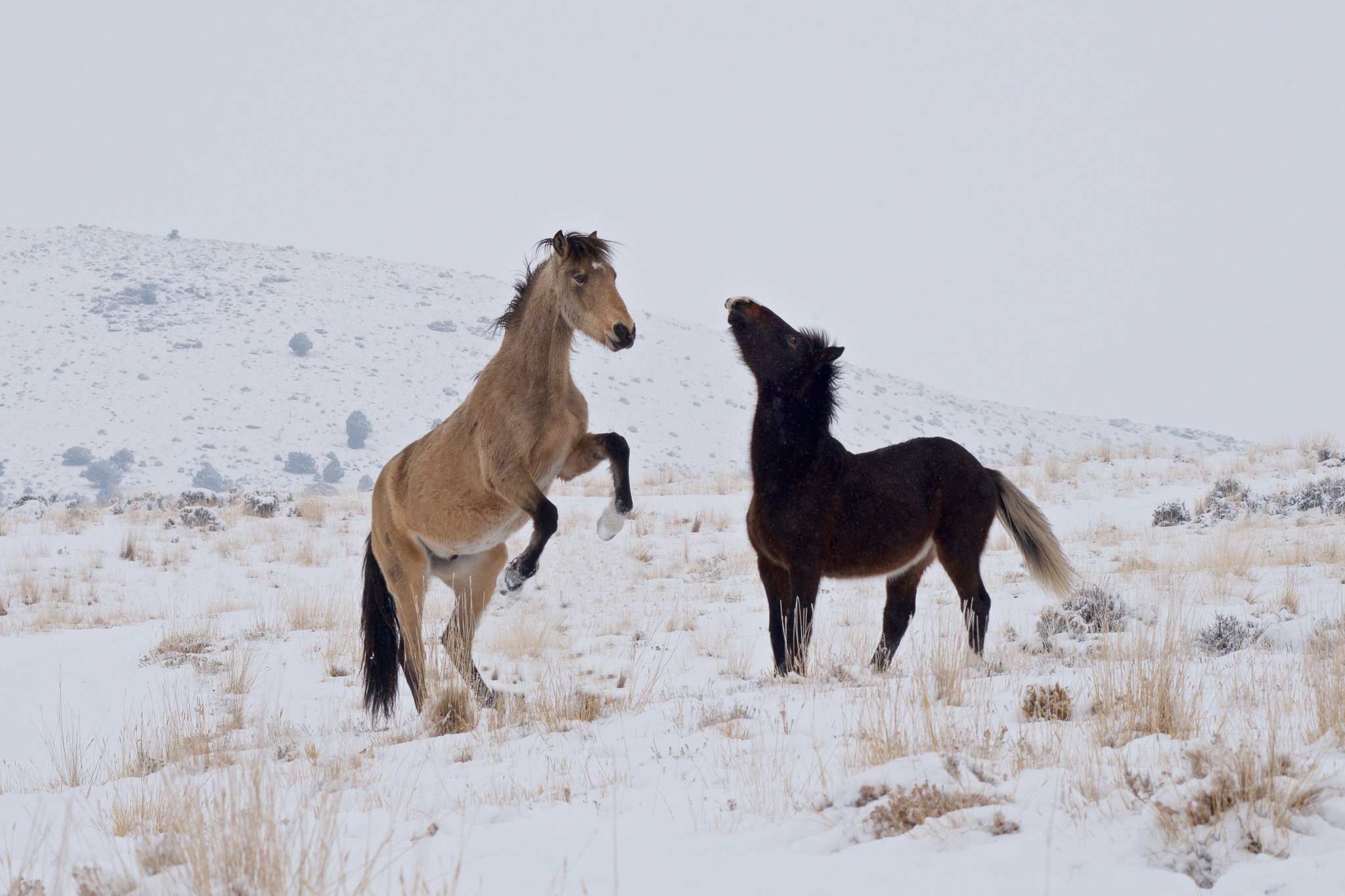 Winter Warriors — Utah Wild Mustangs • Utah's West Desert • 30 × 20 inches • Canvas Wrap • #1/500 Limited Edition Canvas Series

Captures Utah's wild mustangs and the untamed spirit of the American West.

Previously exhibited at Elevated Interiors Ga