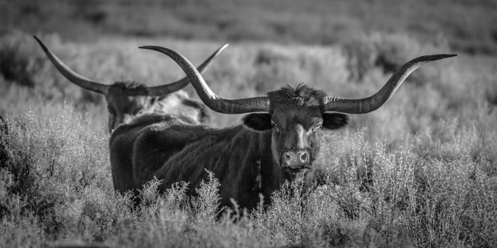 Horns and Thorns
(DSC0432)
Utah Badlands  
Longhorn cattle emerge from the sagebrush, their sweeping horns echoing the rugged character of Utah’s Badlands—a timeless scene from the American West.
Limited Edition • Signed & Numbered.