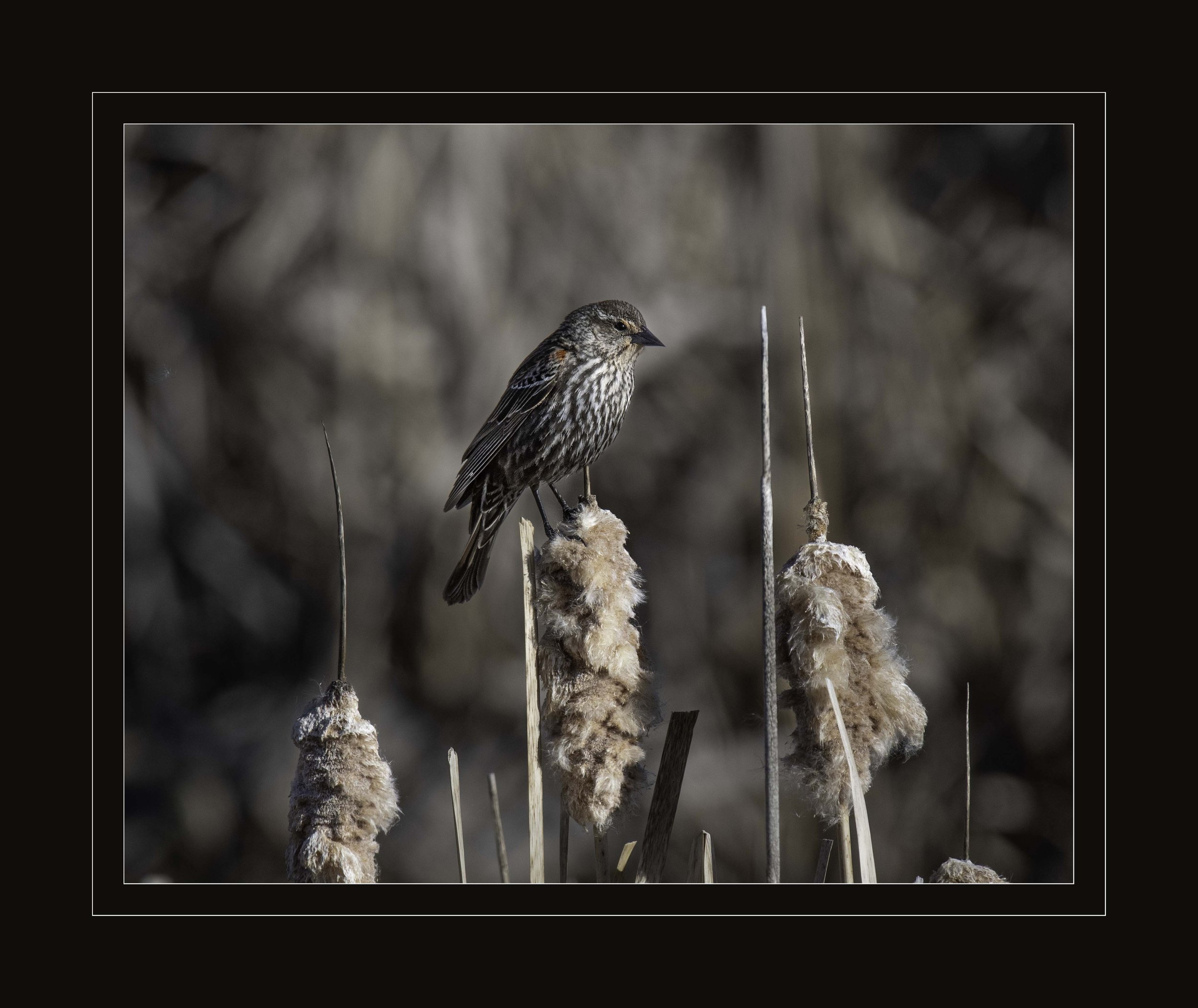 DSC_4850-2-Recovered.jpg