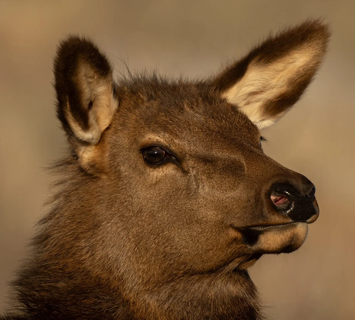 Web-BABY-ELK-PORTRAIT_DSC2932-2-Edit.jpg