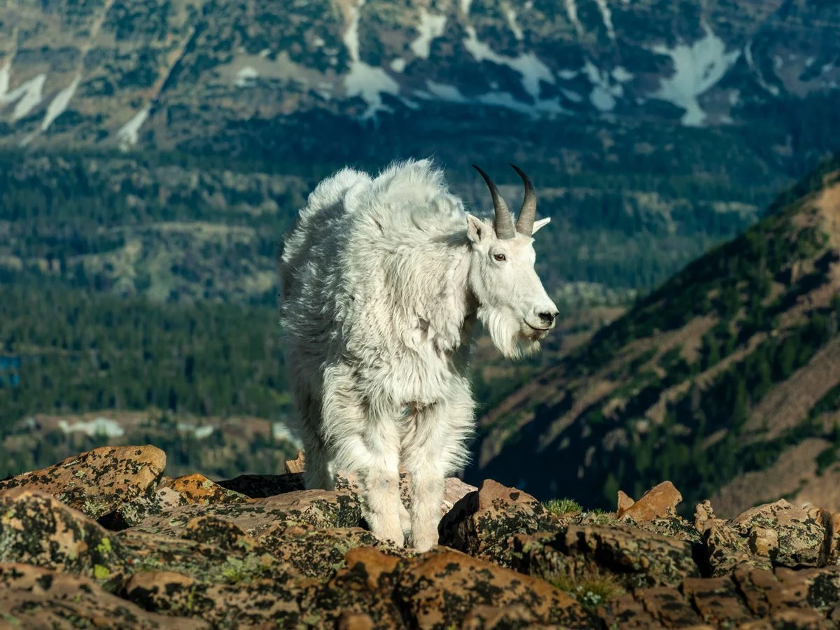 Goat Bald Mountain (37) copy 2.jpg