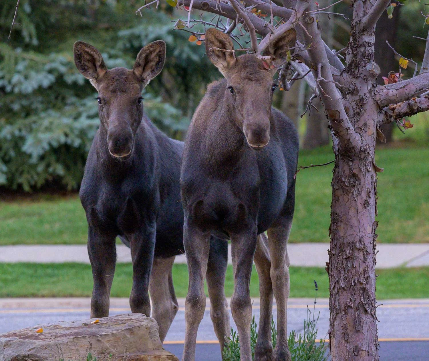Baby Brothers / 

Silver Sprints, Park City, Utah /
Image No. DSC0603-2 / 

Two young moose brothers pause beneath a tree, their matching expressions revealing both curiosity and innocence. / 
Limited Edition — Signed and Numbered.