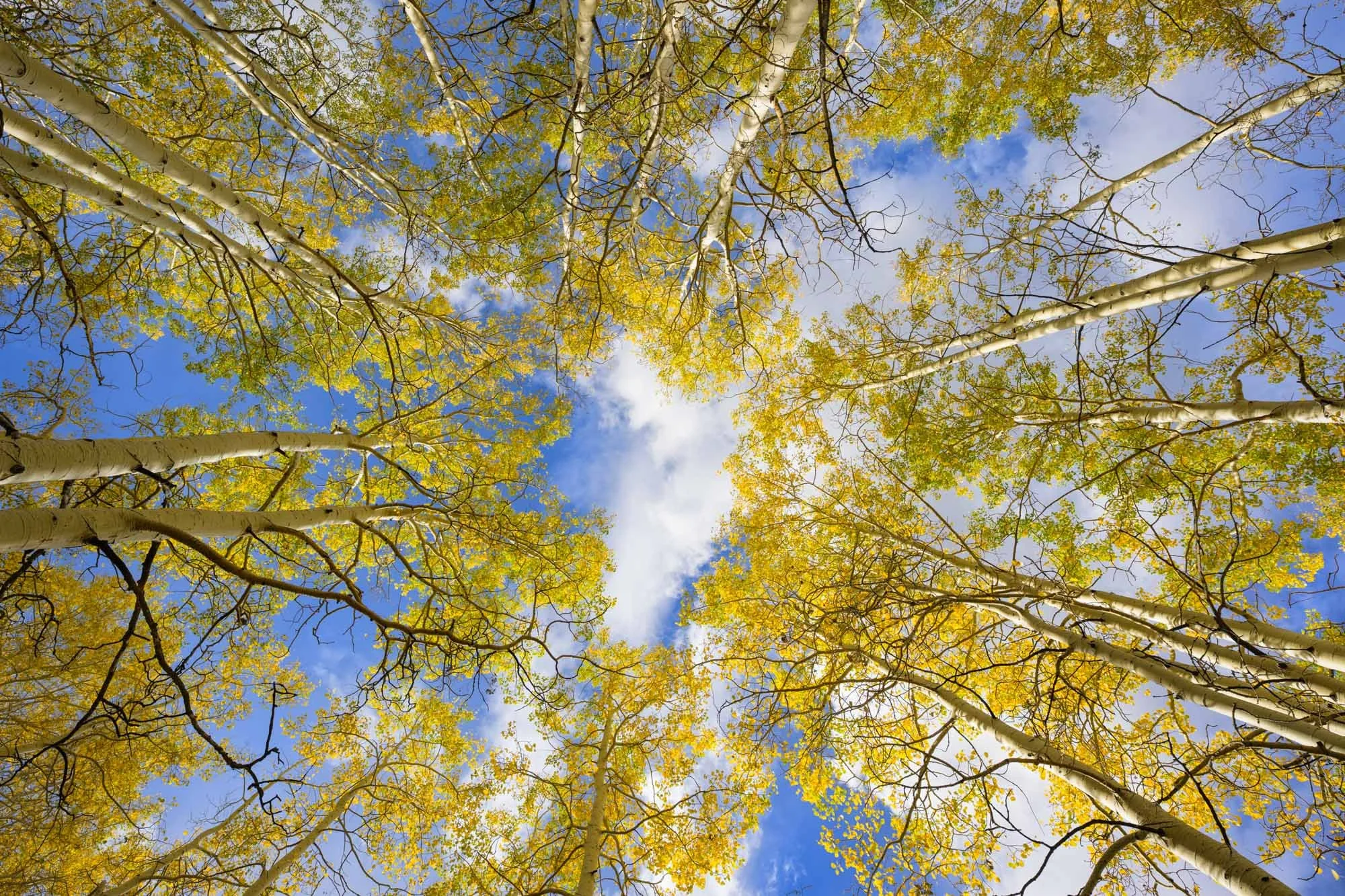 Reaching for Heaven - Horizontal Orientation / 
(DSC0907) / 
Warner Lake — Moab, Utah
Golden aspens reach toward the open sky, their soaring trunks and autumn canopy drawing the eye—and my spirit—ever upward. /
Limited Edition • Signed & Numbered.