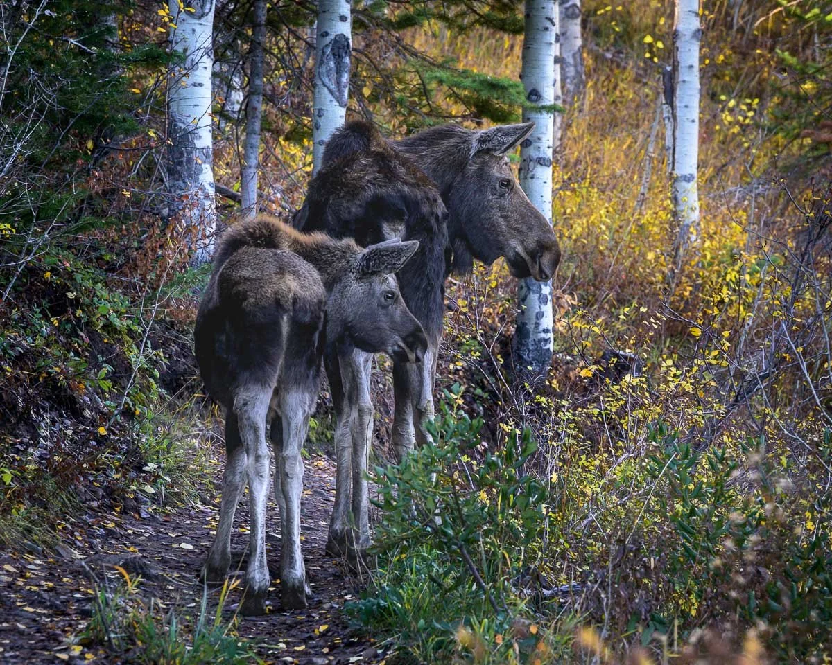 Safety in Her Shadow • Rob’s Trail, Park City, Utah • Image DSC3140 • I spent three days searching for the right light and composition to photograph this cow moose and her calf. Dense aspens and underbrush made a clear view nearly impossible. On this