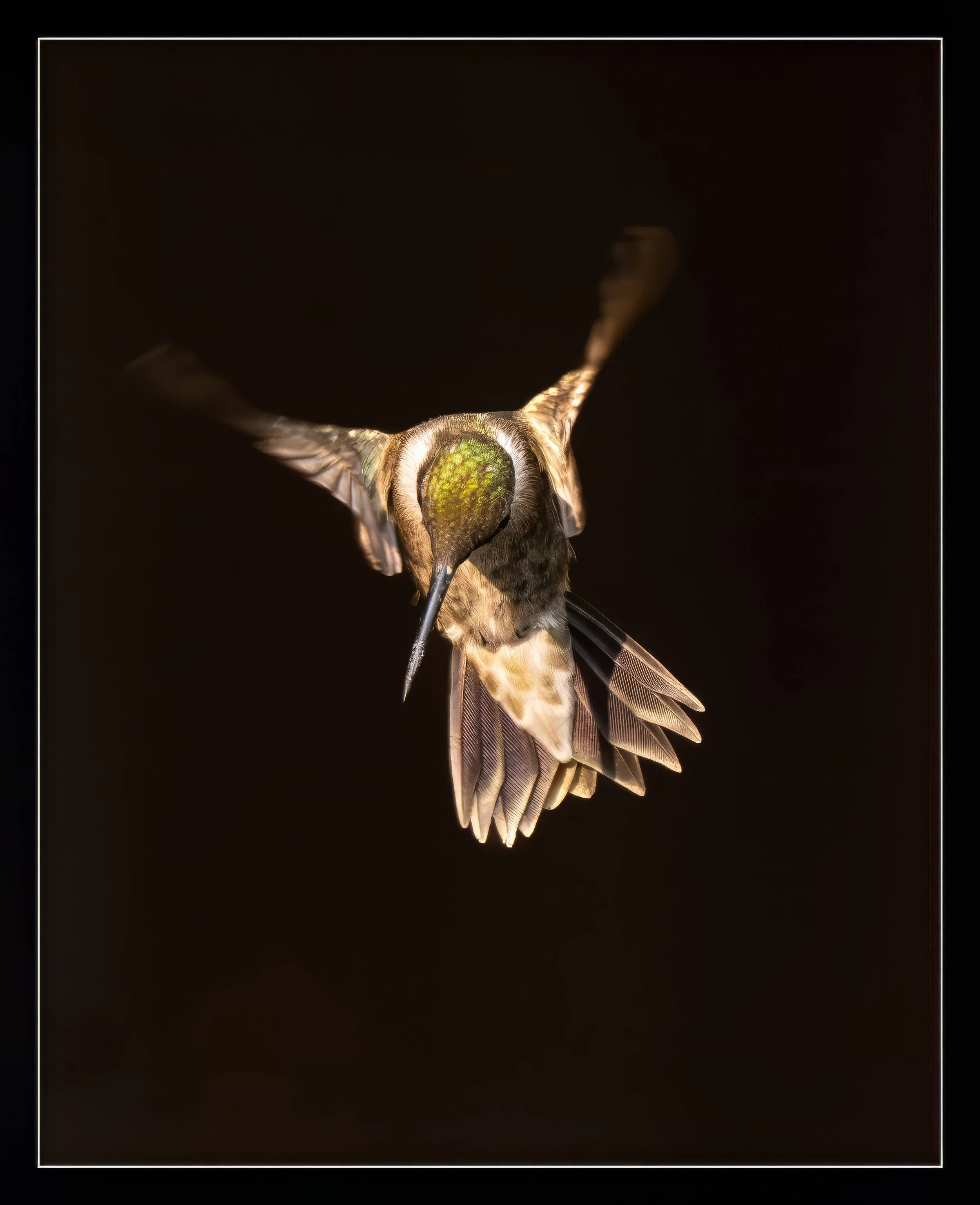 Into-the-light-for-a-bow-Hummingbird-Art-Upsize-topaz-denoise-upscale-2.1x.jpeg