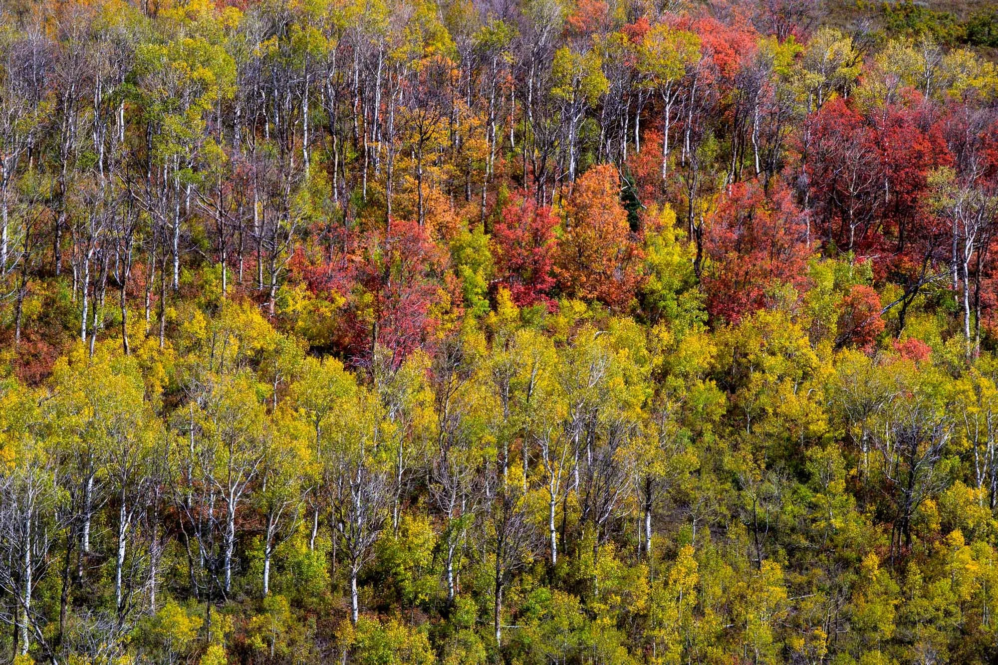 Autumn Tapestry
(_DSC1025)
Guardsman Drive — Park City, Utah
Aspens and scrub oak weave together in a tapestry of gold, crimson, orange, and green—autumn painting the mountainside one tree at a time.
Limited Edition • Signed & Numbered.