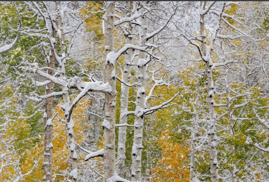 First Snow on Fall Leaves — La Sal Range • Warner Lake near Moab, Utah • Image DSC0296 • Selected by Jurors — Springville Museum of Art, Spring Salon 100 (2024) • The seasons first overnight snow crowns the aspens at Warner Lake • Limited Edition • S