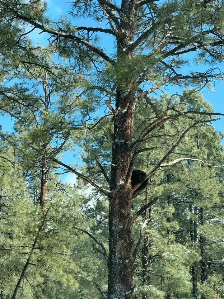 one of my fav parts of the road trip was finding the most random and delightful places between stops including @bearizona 🐻🌲