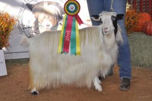 Big Sky Silkies Emmy: Photo from Nova Dawn Broaddrick @ Big Sky Silkies