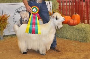 MCH Big Sky Silkies Cutie Pie: Photo from Nova Dawn Broaddrick @ Big Sky Silkies