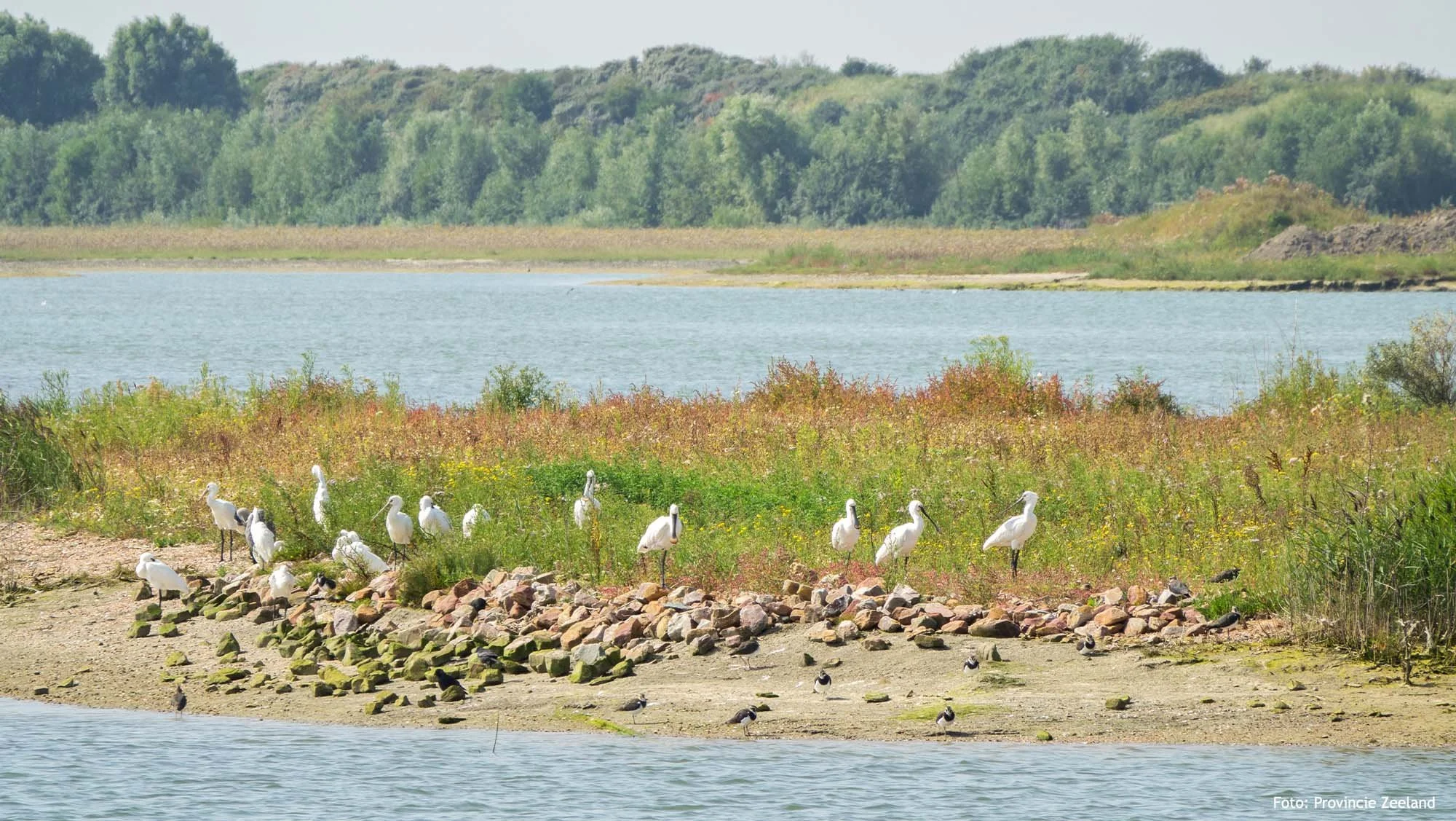 Waterdunen in Breskens in Zeeuws Vlaanderen zeker een bezoek waard want sinds een aantal jaar een is een nieuw natuurgebied in volle ontwikkeling.