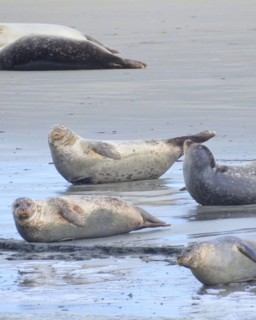 Zeehonden spotten in Breskens, 25 km van de Dijck vakantiehuis verhuren Zeeuws Vlaanderen, kun je met de rondvaart boot De Festijn de Westerschelde op