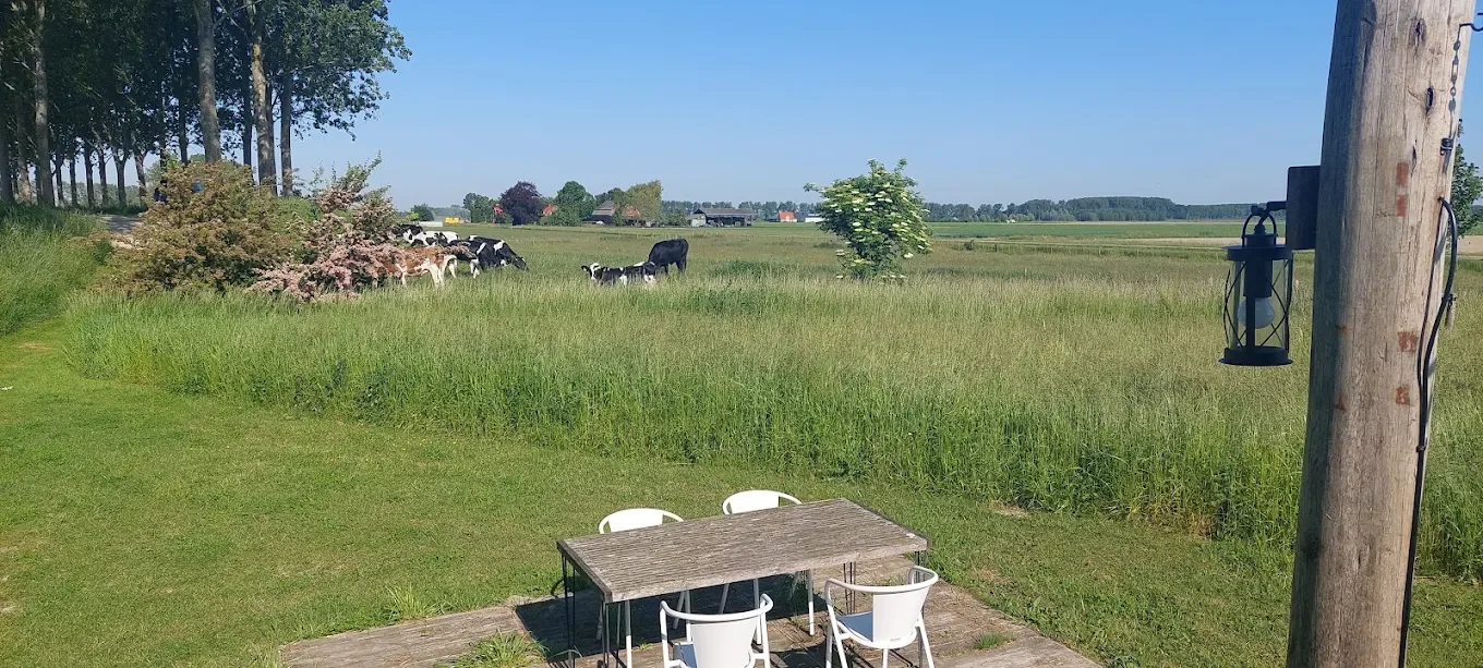 hut en koeien.webp