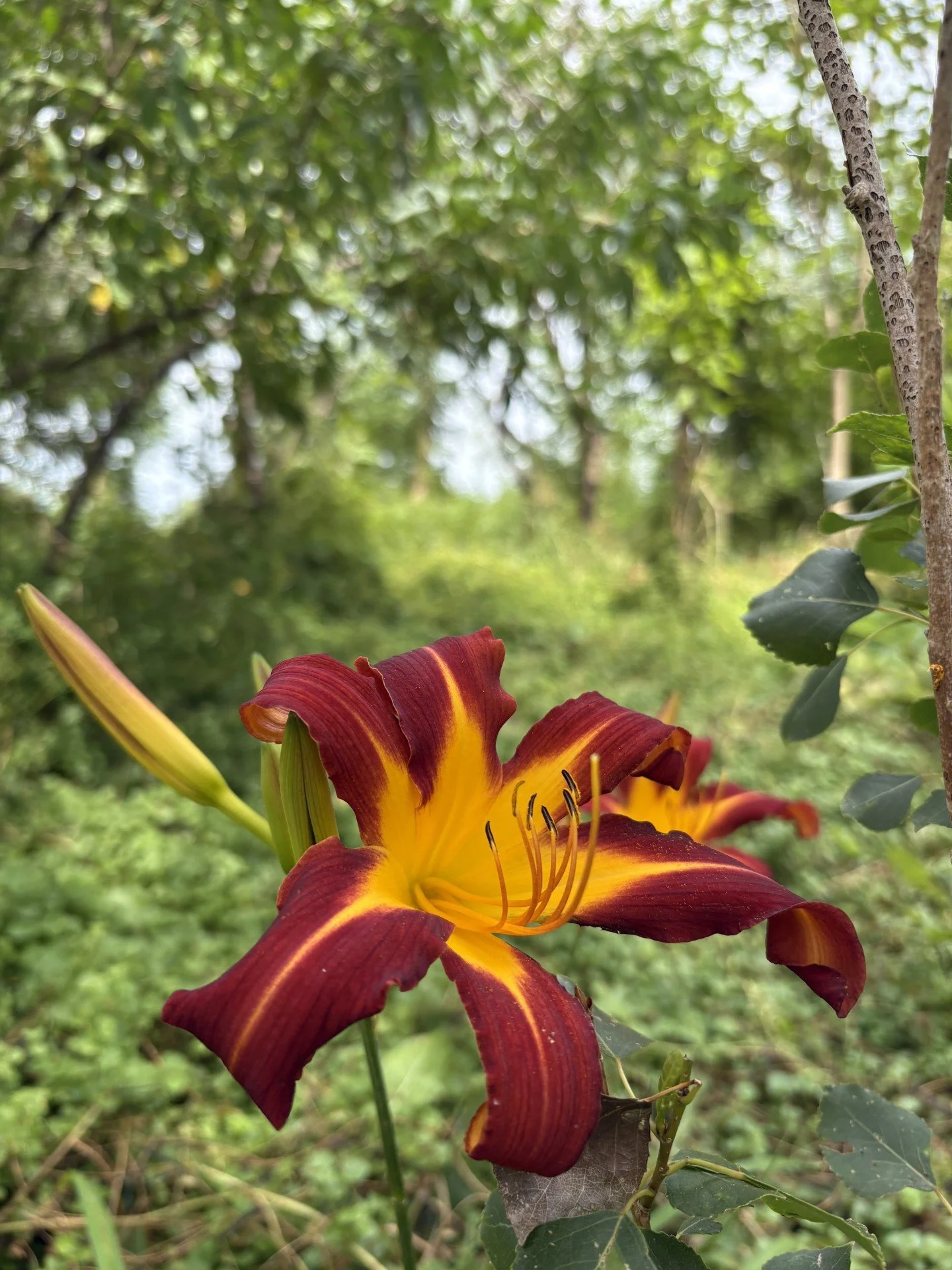 Een kleurrijke daglelie met rode en gele bloem van het voedselbos van De Dijck vakantiehuizen Zeeland