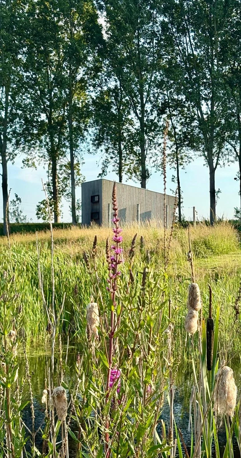 De Dijck Hut, tiny house in de natuur in Zeeland, open natuur met bomen en waterplanten op de voorgrond.