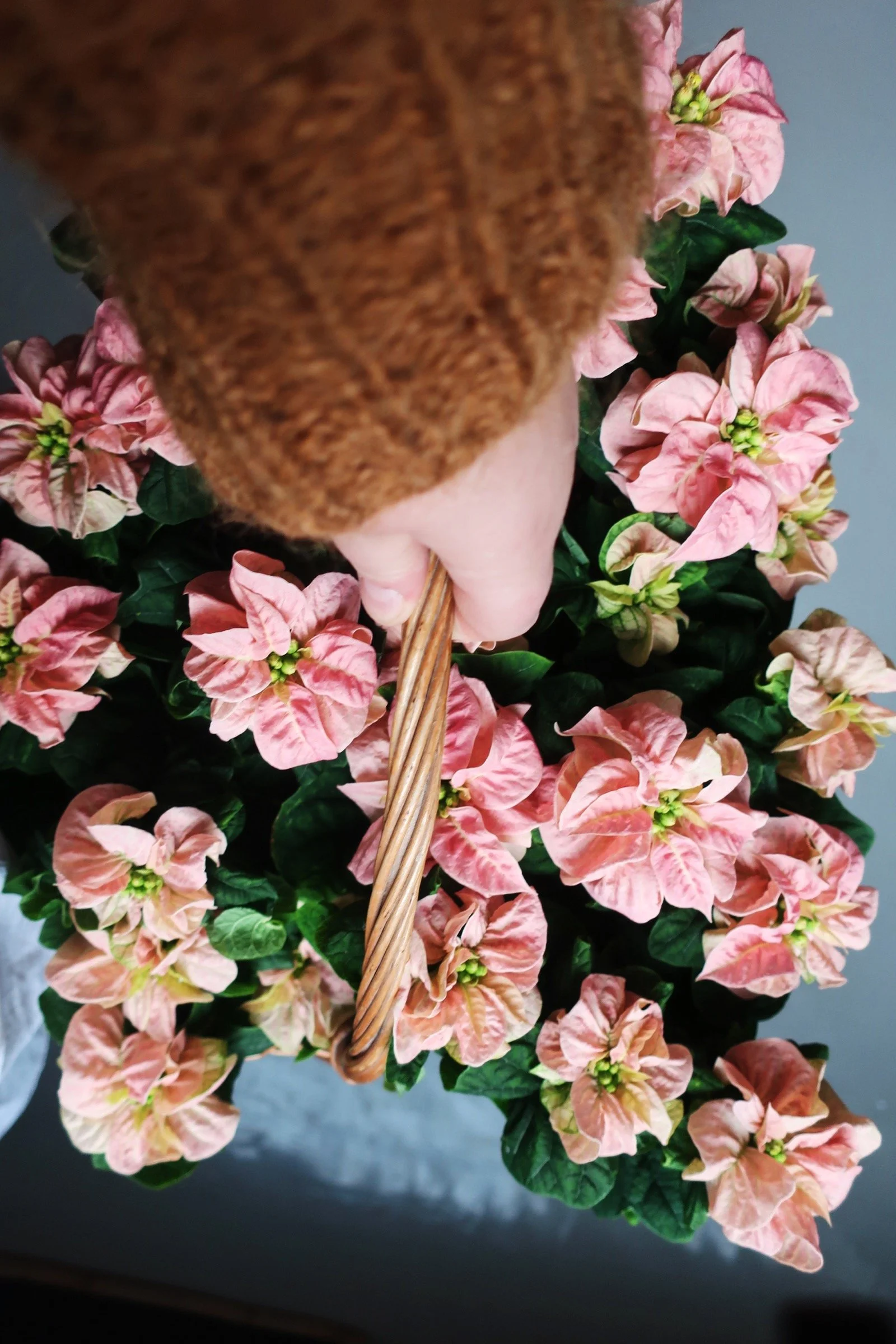 Joulutähdet korissa