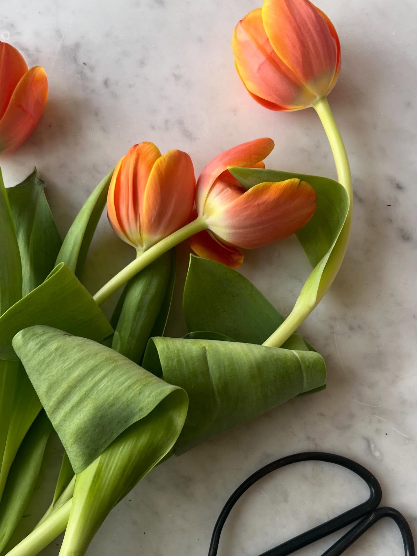 Tervetuloa 2026 🧡✨ 

Me Studio Fr&ouml;ll&auml; odotetaan jo kovasti tulevaa l&auml;hikukkasesonkia, mutta sit&auml; ennen saamme nauttia kotimaisista, kasvihuoneissa viljellyist&auml; tulppaaneista 🌷N&auml;m&auml; jos jokin ovat varma kev&auml;&au