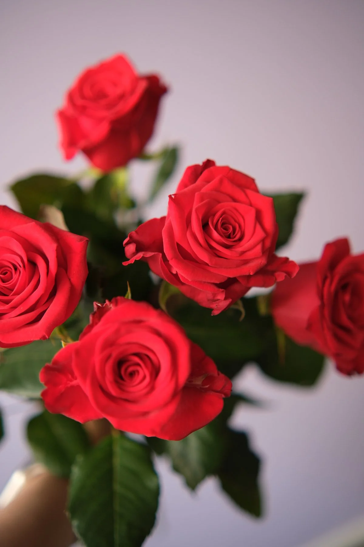 Ruusujen viljely ja vastuullisuus – miksi kotimainen ruusu on kestävä valinta?