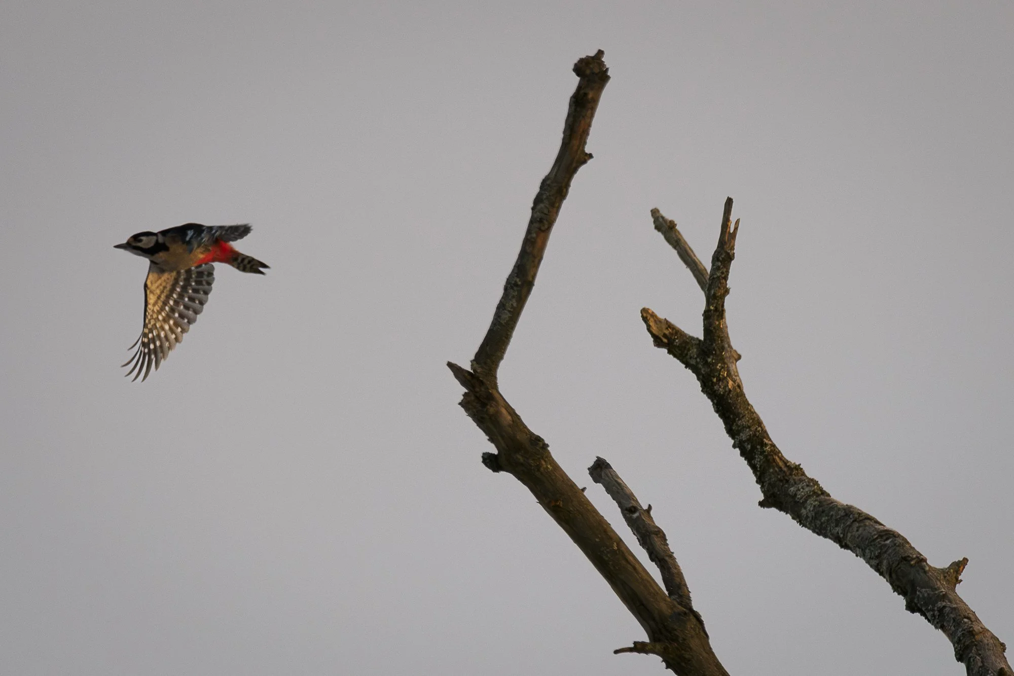 P1030534-Förbättrat-BR.jpg