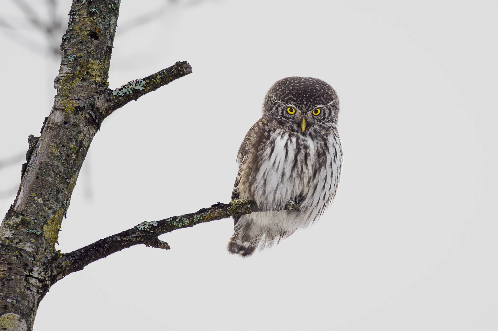 P2022394-Förbättrat-BR.jpg