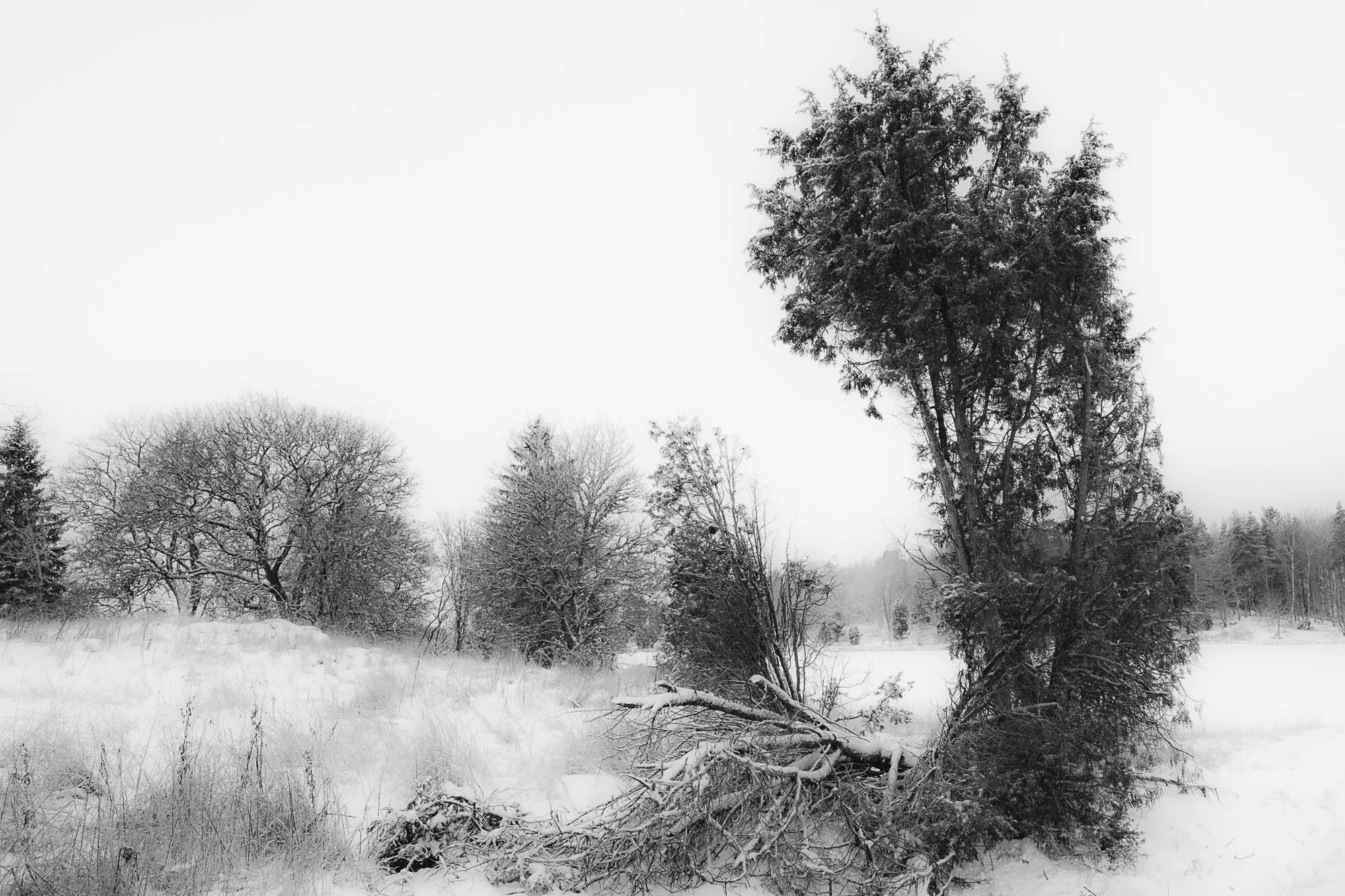 DSCF1417-Redigera.jpg