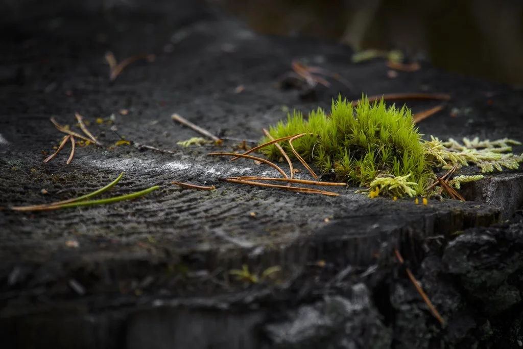 SSD_4834.jpg