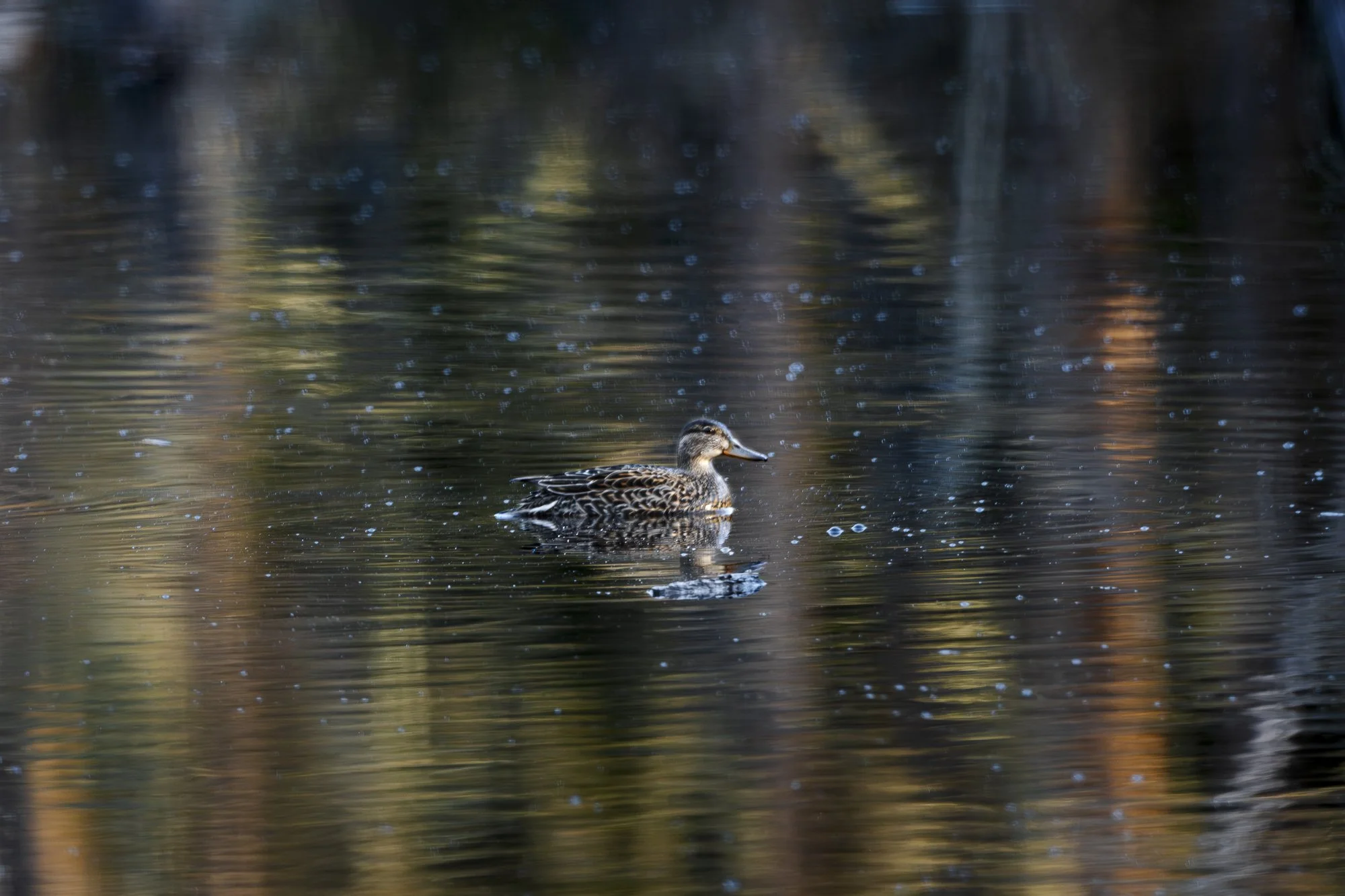 SSD_9045-Förbättrat-BR.jpg