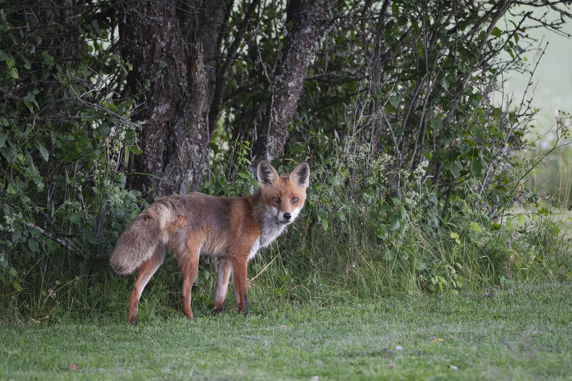 SSD_9320-Förbättrat-BR.jpg