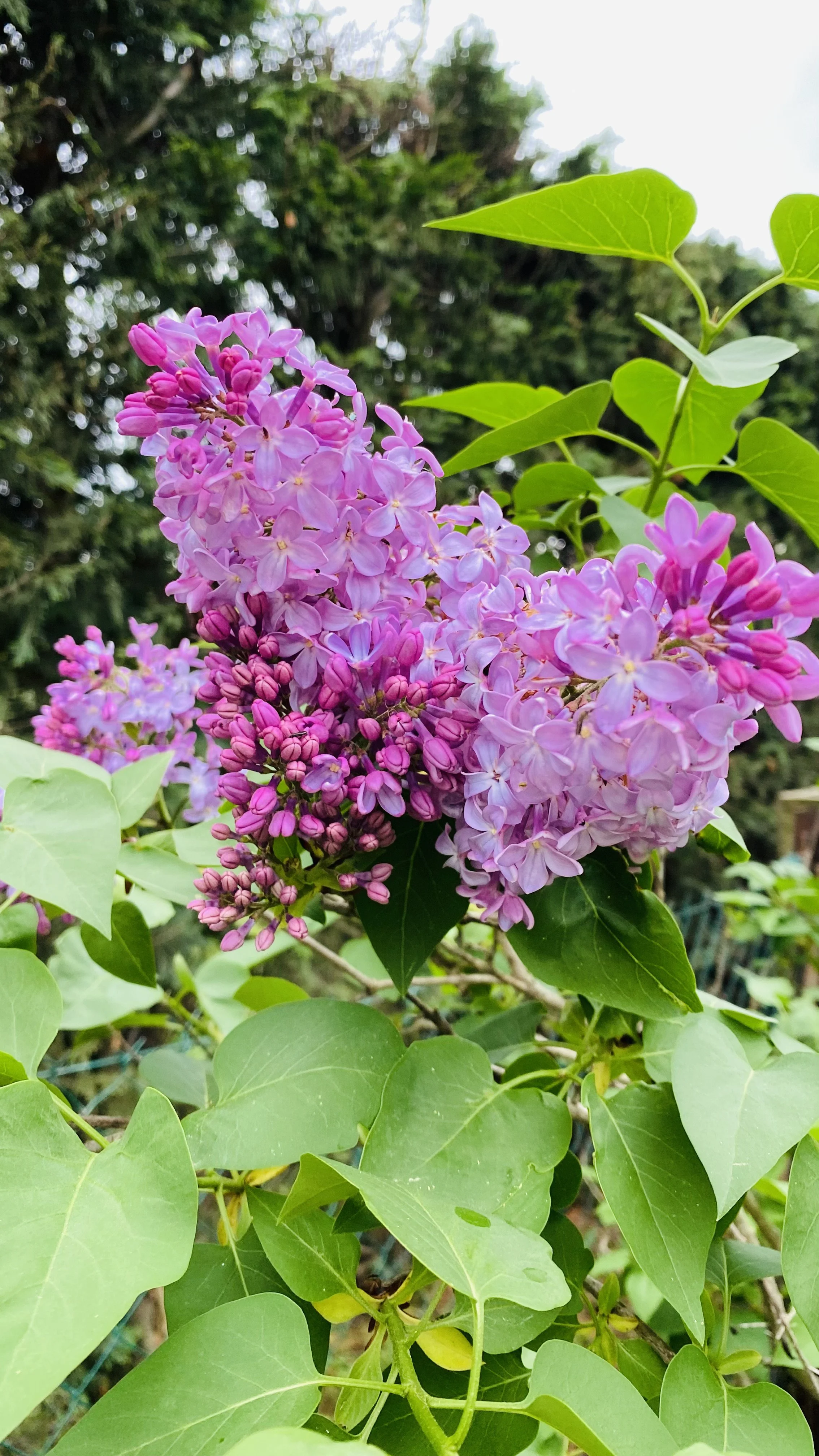 Garden with lilac flowers surrounding Villa Magali Arles Provence