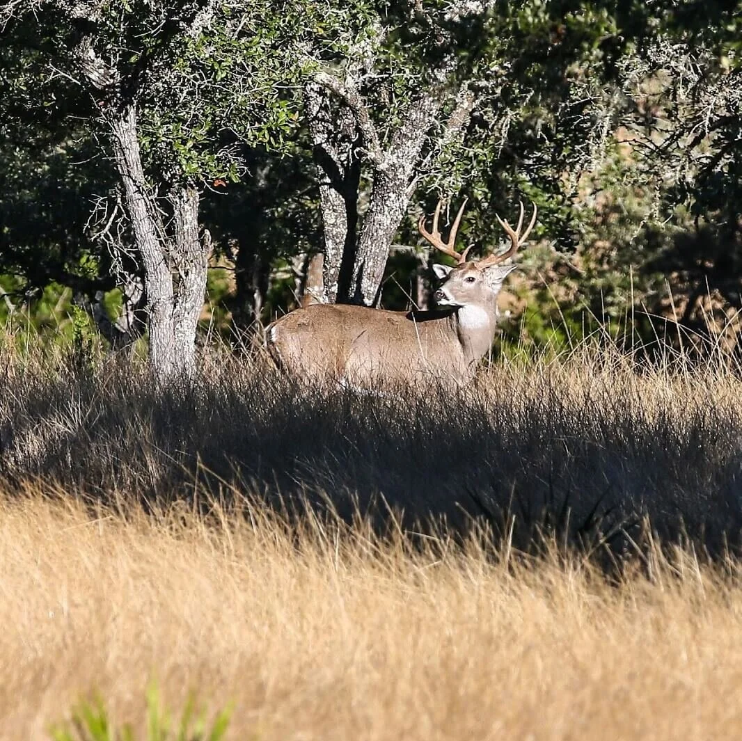 Trophy Whitetail Deer & Exotic Hunts in Texas — Lazy CK Ranch