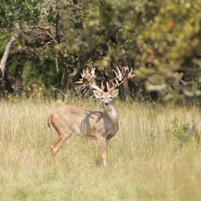 Trophy Whitetail Deer & Exotic Hunts in Texas — Lazy CK Ranch