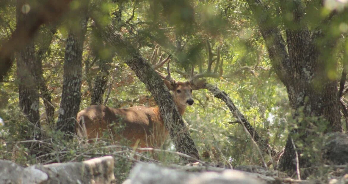 Texas Whitetail Deer Hunts Whitetail Deer Hunts In Texas — Lazy CK