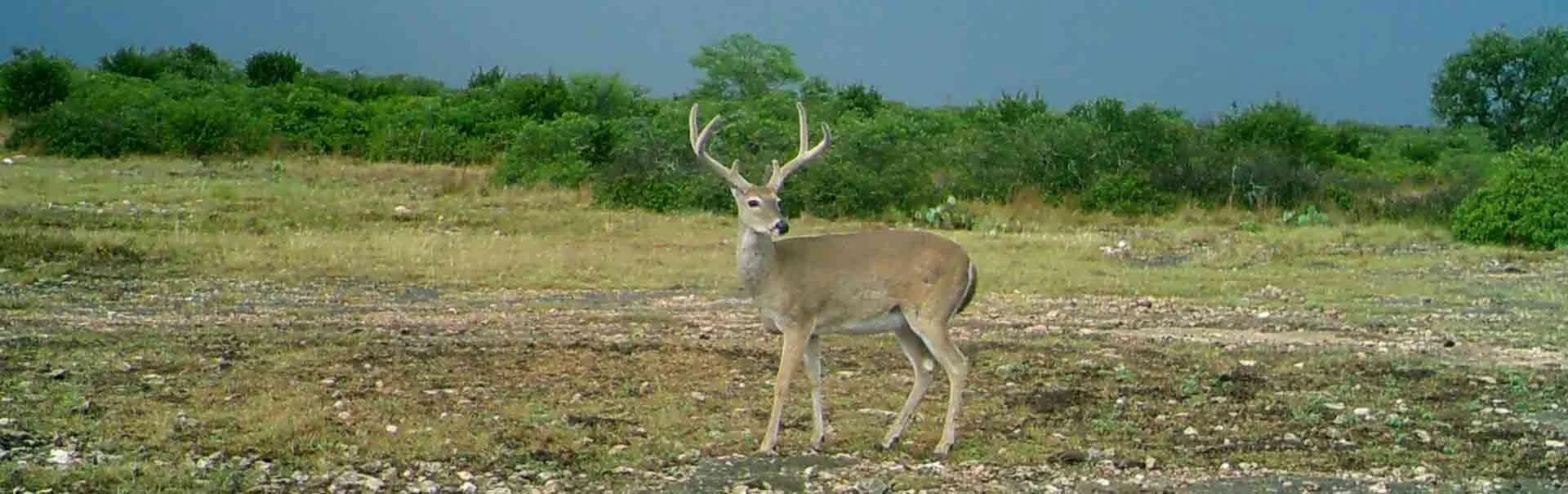 Meat Hunt Package Affordable Deer Hunts Texas Meat Hunt — Lazy CK Ranch