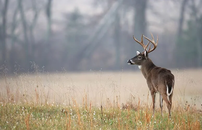 Texas Whitetail Hunting What You Need to Know — Lazy CK Ranch
