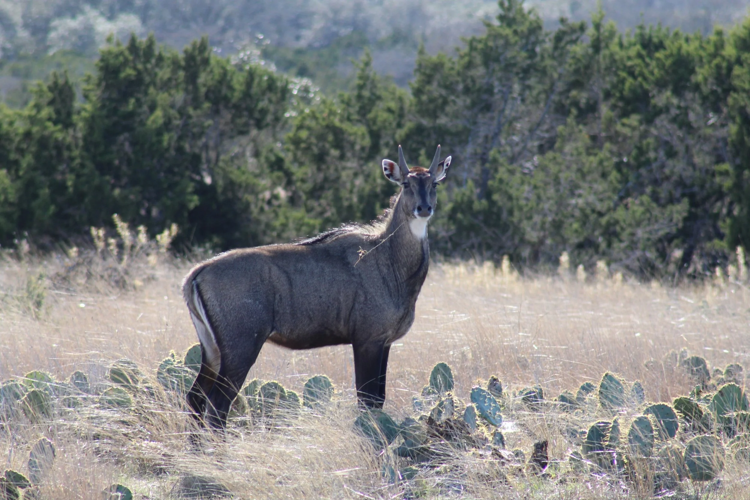 Nilgai Hunting In Texas Exotic Hunts — Lazy CK Ranch