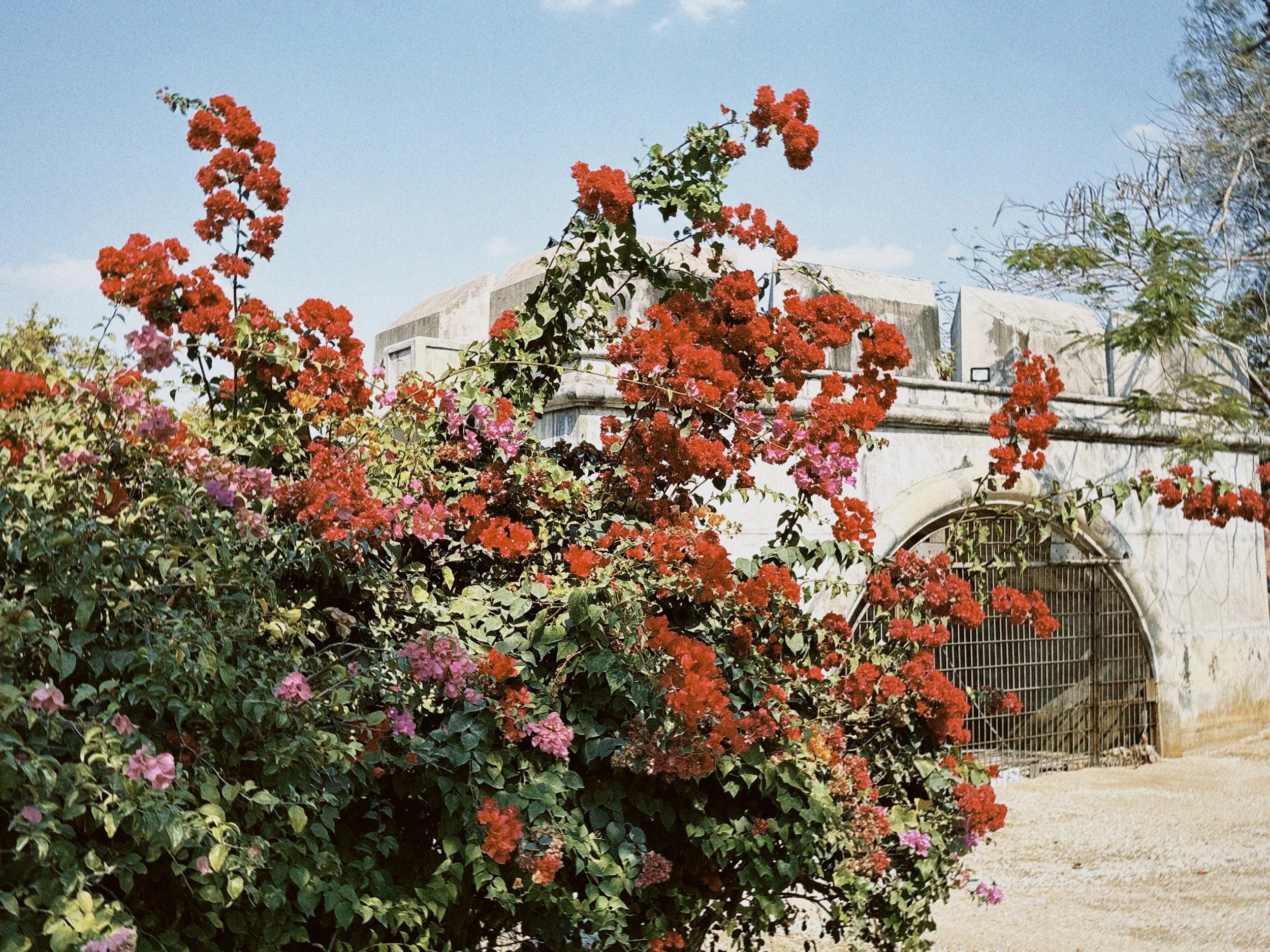 classicu 2026-01-23 143148.495.jpg