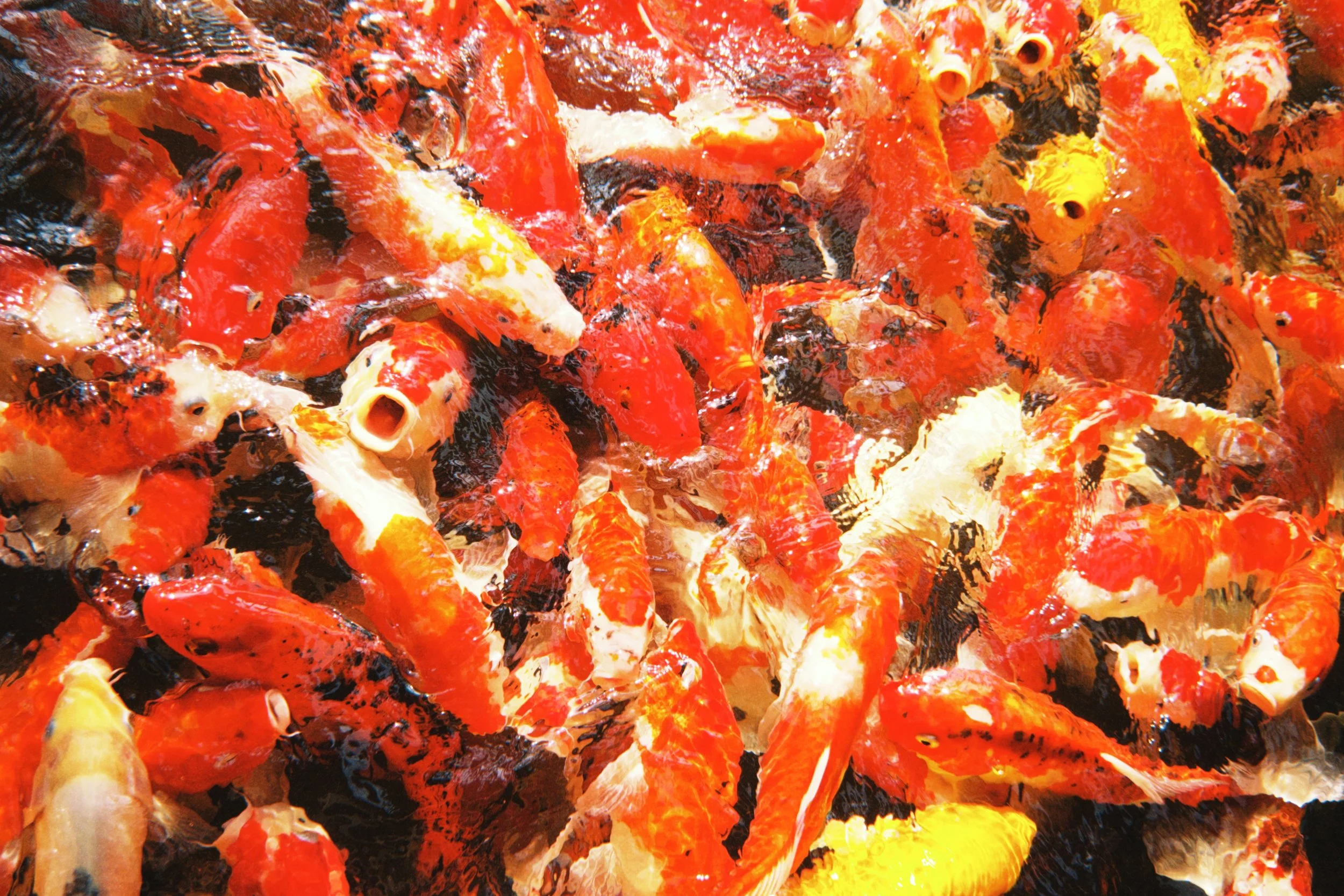 fqs 2026-02-02 1535361A8C9DB155BA.jpg