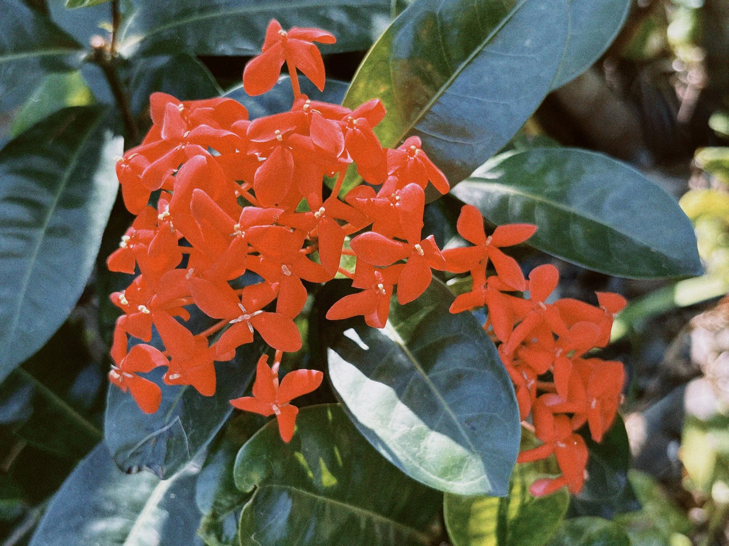 classicu 2026-01-23 112156.358.jpg