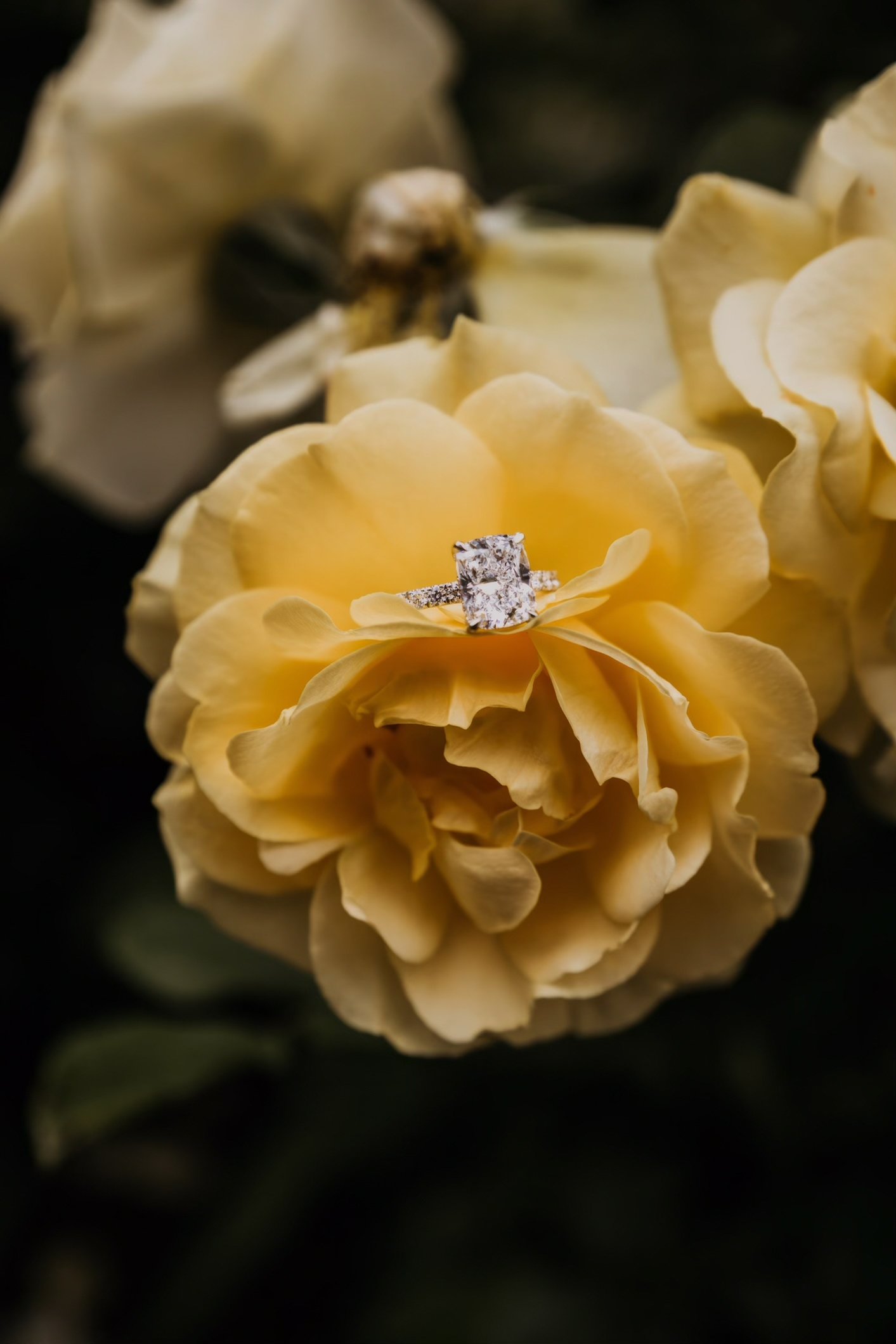 A diamond engagement ring resting on a yellow flower with cream-colored roses in the background.
