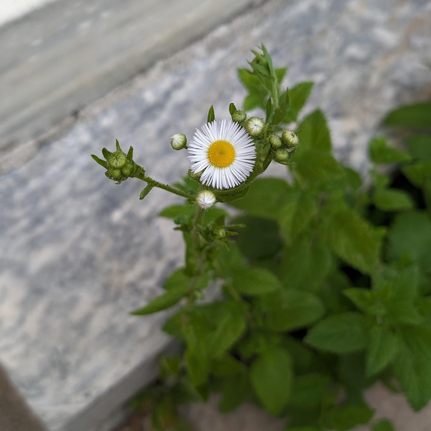 One little flower.