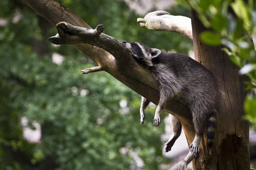 Hang In There