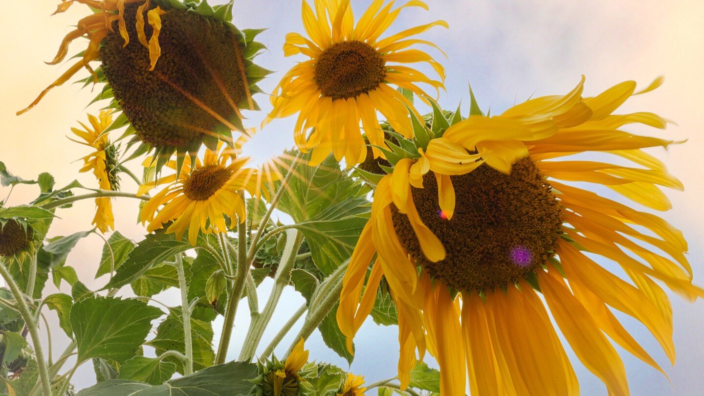 Sunflowers and a smoky sky.